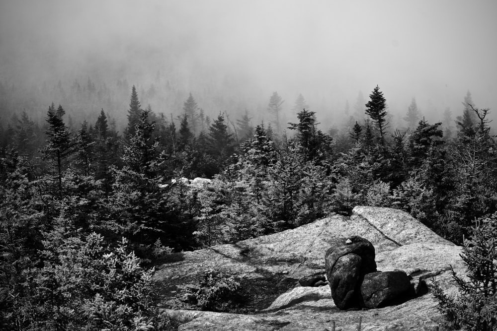 grayscale photography of trees covered in mists