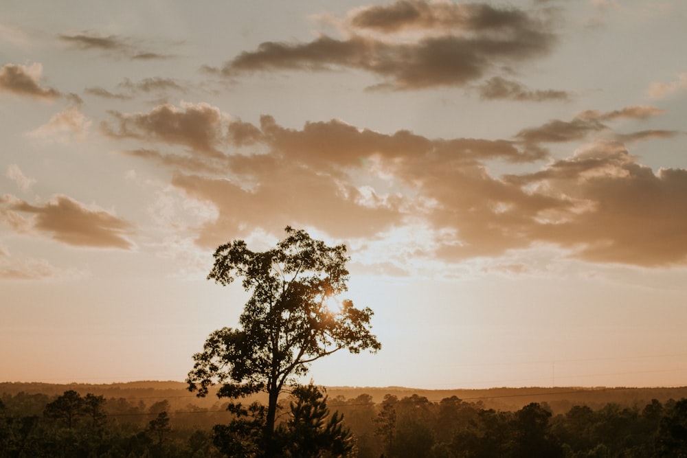 un arbre solitaire dans un champ avec un coucher de soleil en arrière-plan