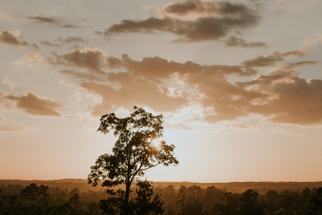 a lone tree in a field with a sunset in the background,