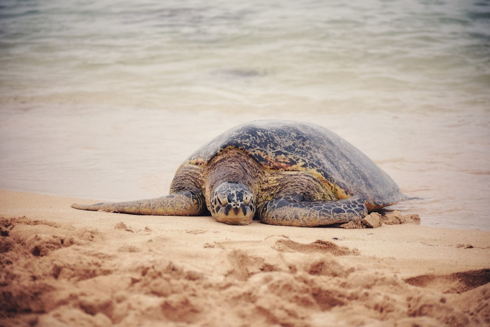 brown turtle on seashore