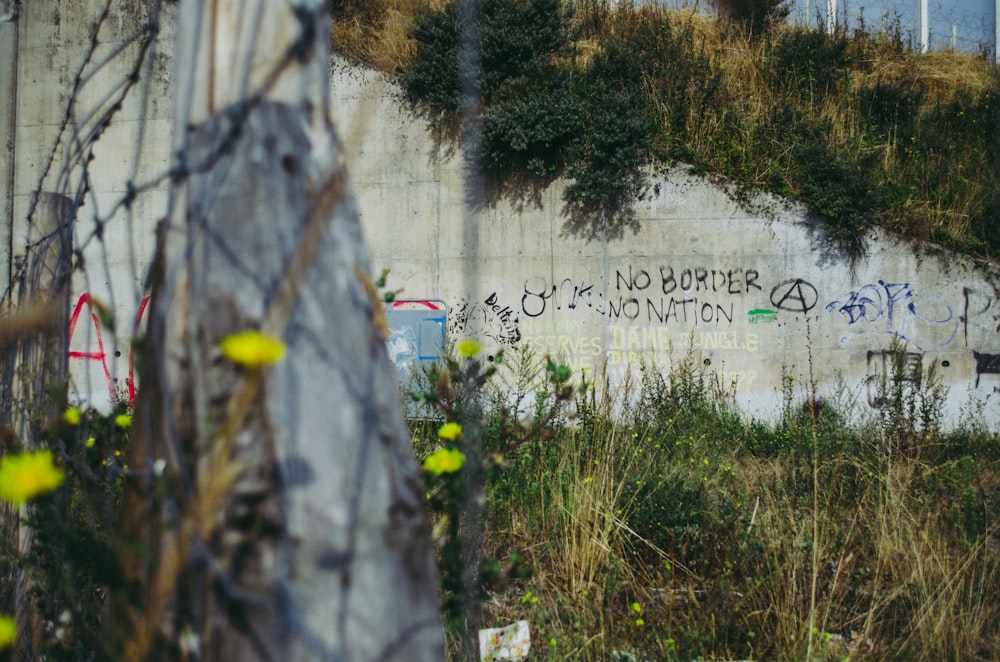 Mur de béton gris à côté de l’herbe