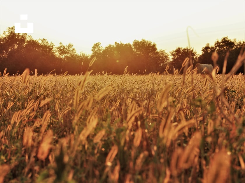 Brown grass field photo – Free Brown Image on Unsplash