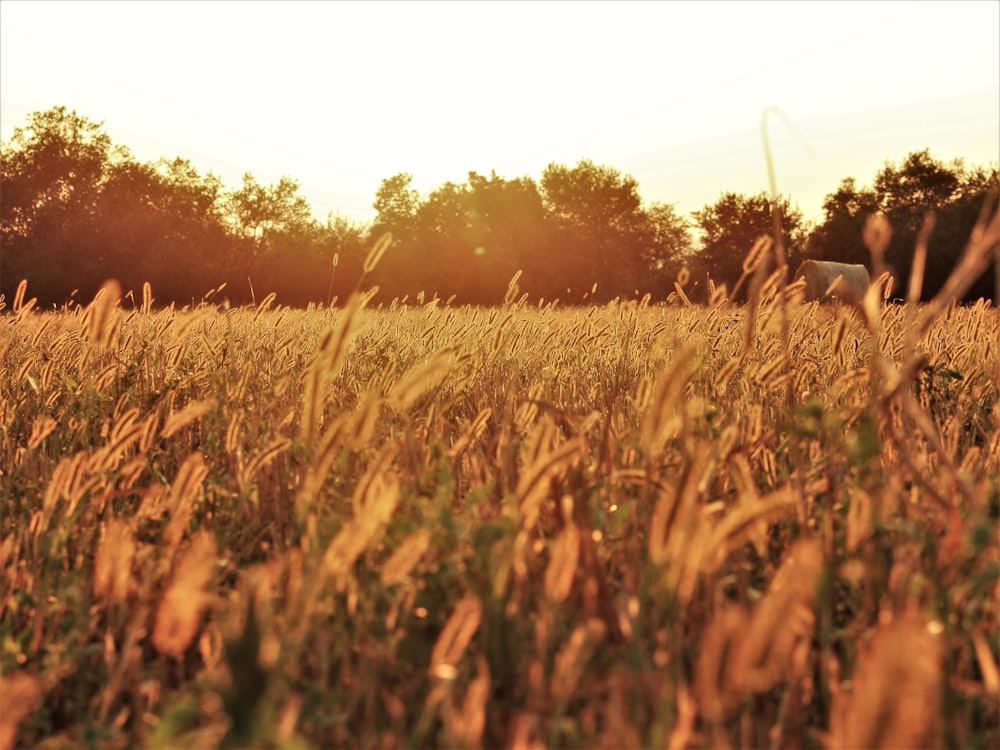 brown grass field