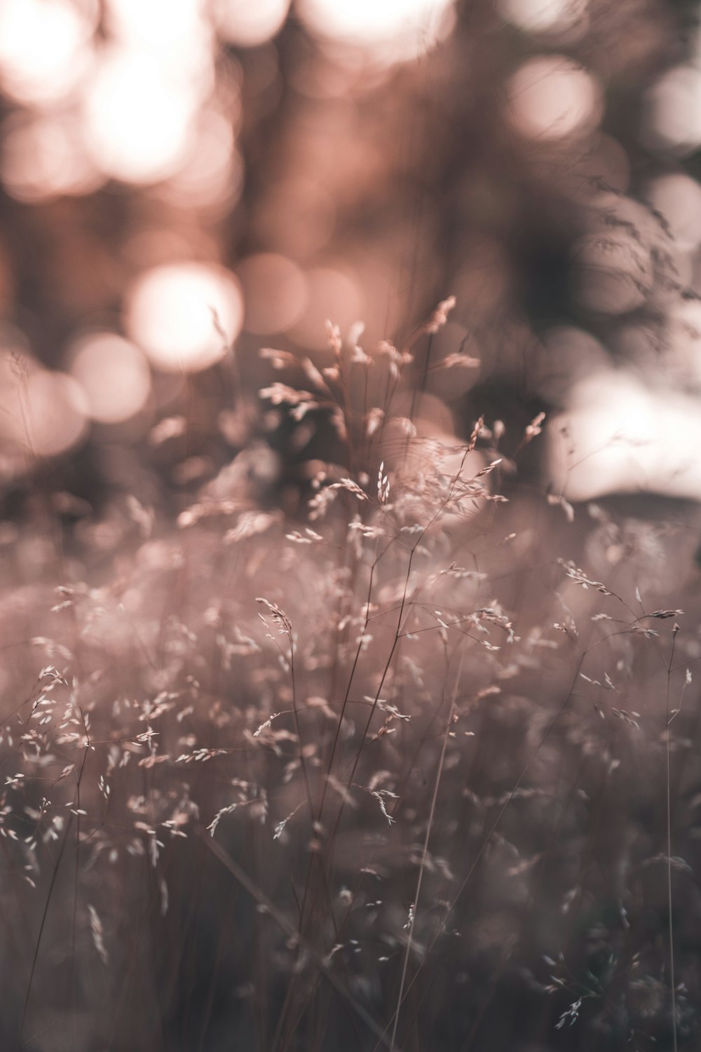 shallow focus photography of plant