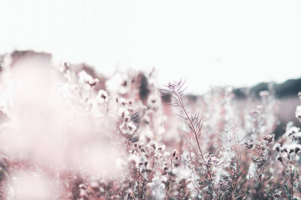 close up photography of white petaled flowers