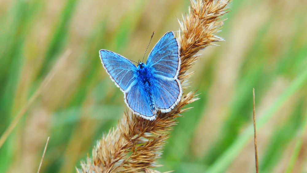 Photographie à mise au point peu profonde du papillon bleu