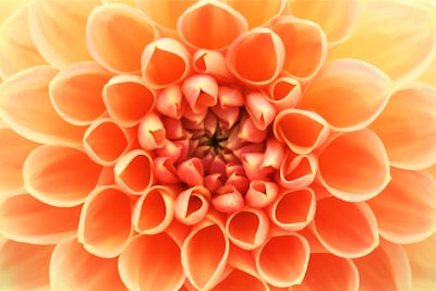 close-up photo of red and yellow petaled flower bloom teams background