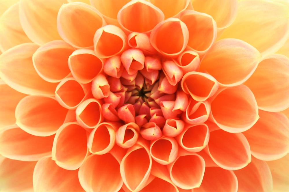 close-up photo of red and yellow petaled flower