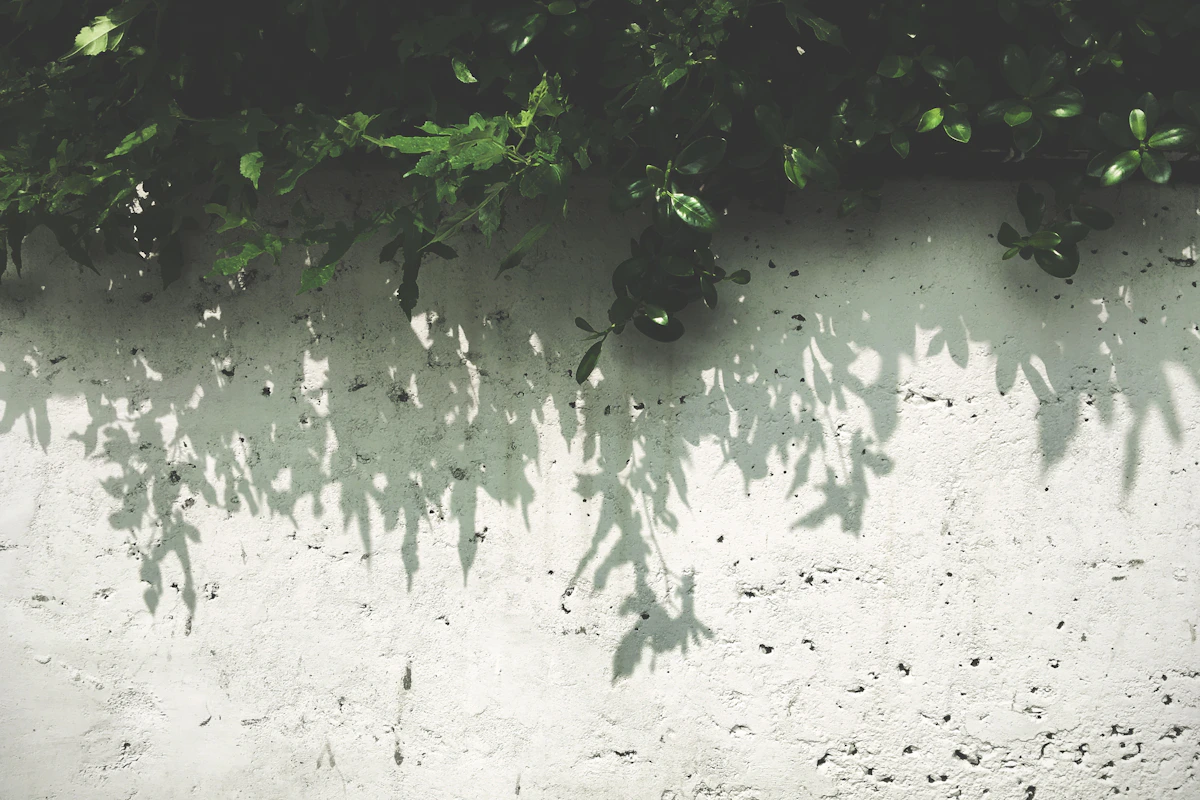 Green leaves and their shadows against a white wall