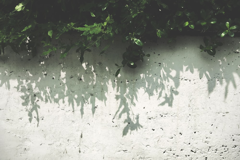 plante à feuilles vertes sur mur blanc pendant la journée