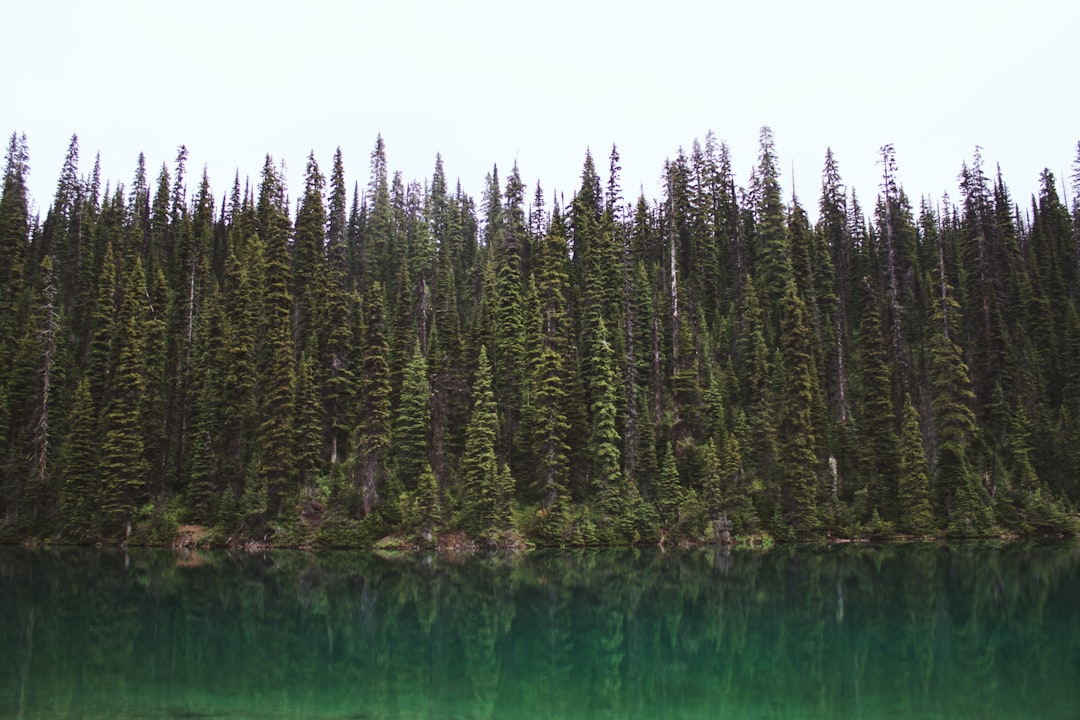 Forest photo spot Yoho National Park Moraine Lake