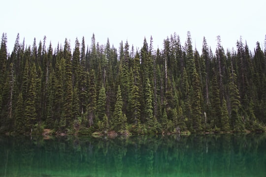 green pine trees beside body of water in Yoho National Park Canada