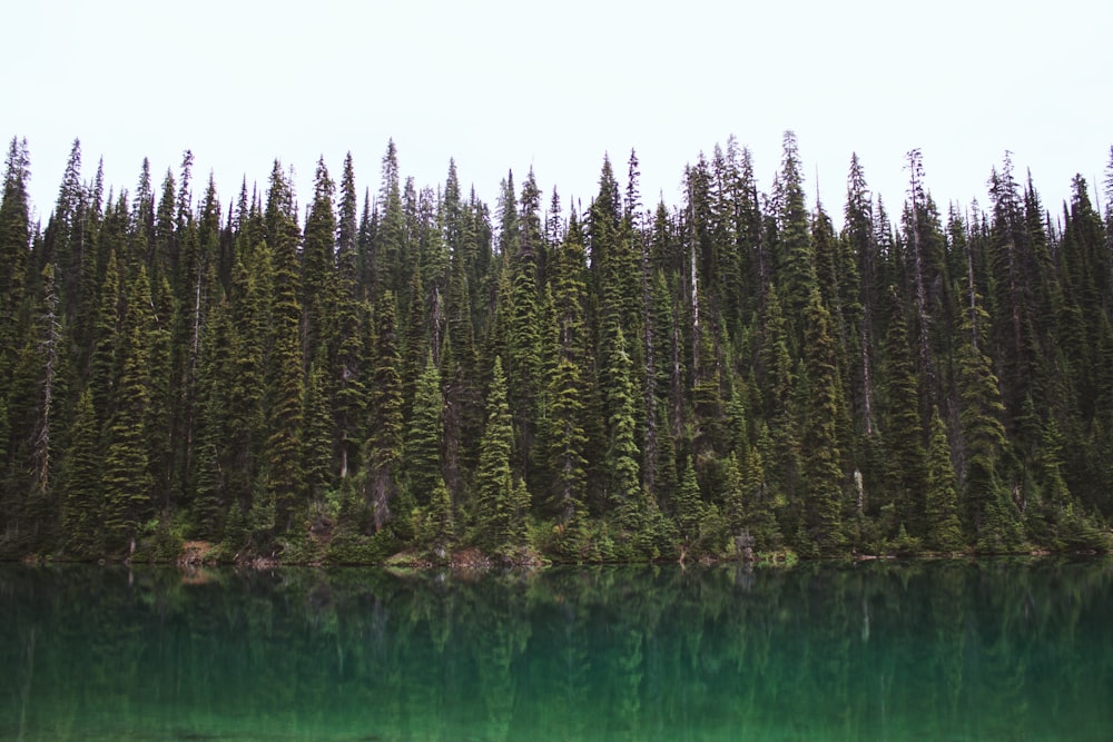 green pine trees beside body of water