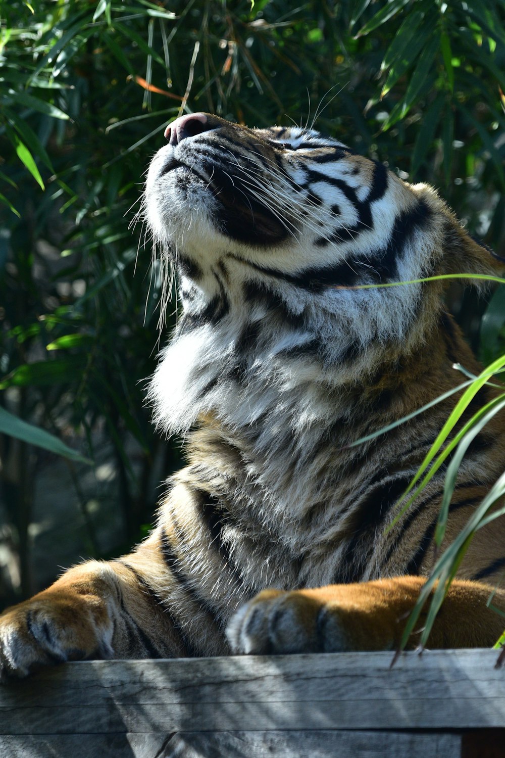 bengal tiger sitting on dock