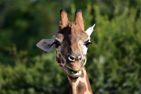 photo of giraffe in Taronga Zoo Australia