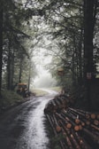 tree logs on road surrounded by trees during daytime