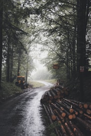 tree logs on road surrounded by trees during daytime