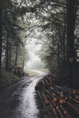 tree logs on road surrounded by trees during daytime