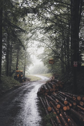 tree logs on road surrounded by trees during daytime