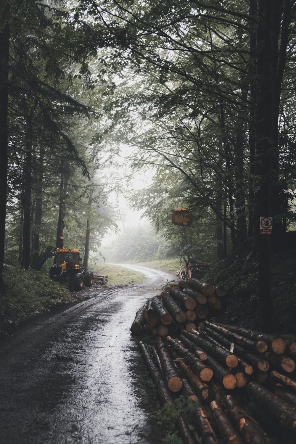 tree logs on road surrounded by trees during daytime