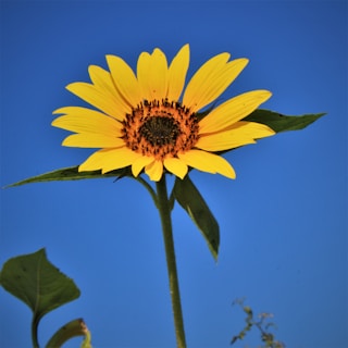 A vibrant yellow sunflower with dark brown seeds at its center is prominently featured against a clear blue sky. Two green leaves are also visible, extending from the long green stem.