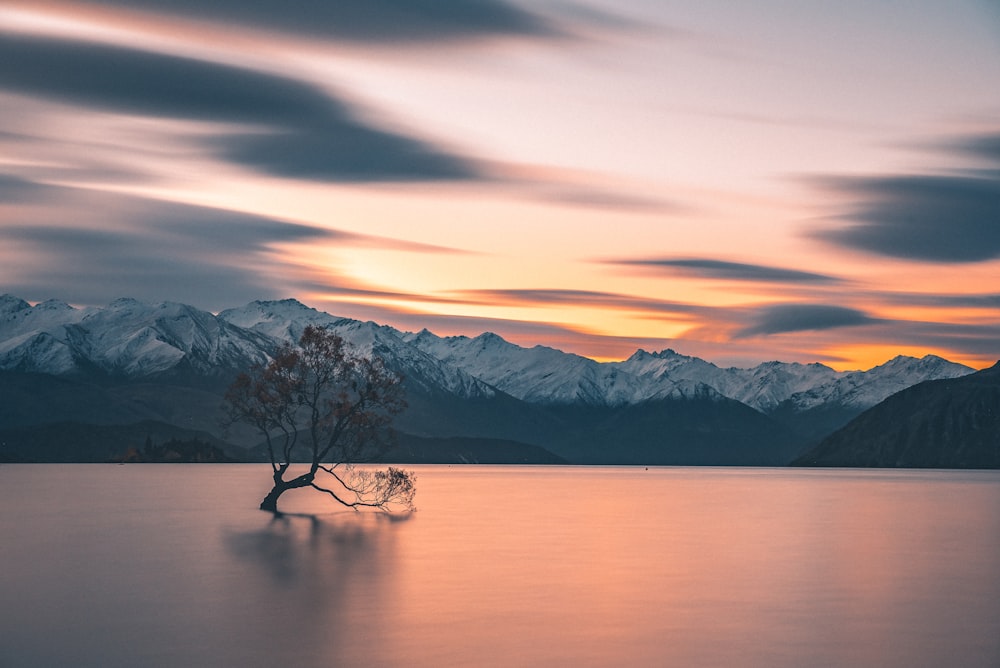 silhouette of tree in body of water