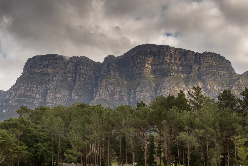 photography of mountain and tree