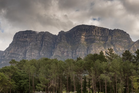 photography of mountain and tree in Newlands South Africa