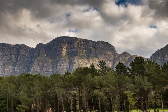 pine trees in front of plateau in Newlands South Africa