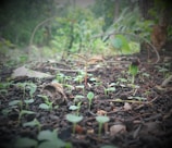 Young green seedlings emerge from dark, moist soil in a natural outdoor setting, surrounded by subtle greenery. The focus is on the small plants, indicating a sense of new beginnings and growth.