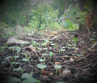 A serene seedling breaking through soft soil bathed in ballet blue morning light, symbolizing growth and new beginnings.
