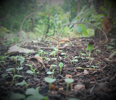 Young green seedlings emerge from dark, moist soil in a natural outdoor setting, surrounded by subtle greenery. The focus is on the small plants, indicating a sense of new beginnings and growth.