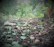 A peaceful outdoor setting symbolizing growth and new beginnings.