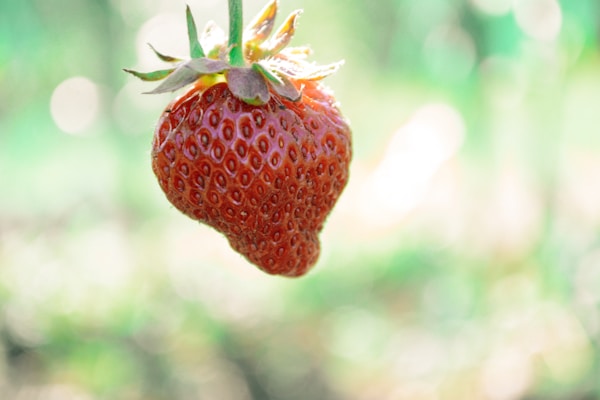 Strawberry fruit