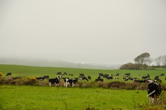 A picturesque view of the cattle farm in Botucatu.