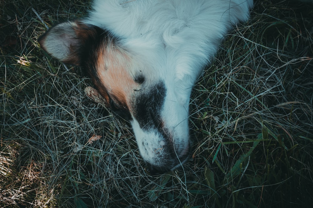 dog lying on grasses
