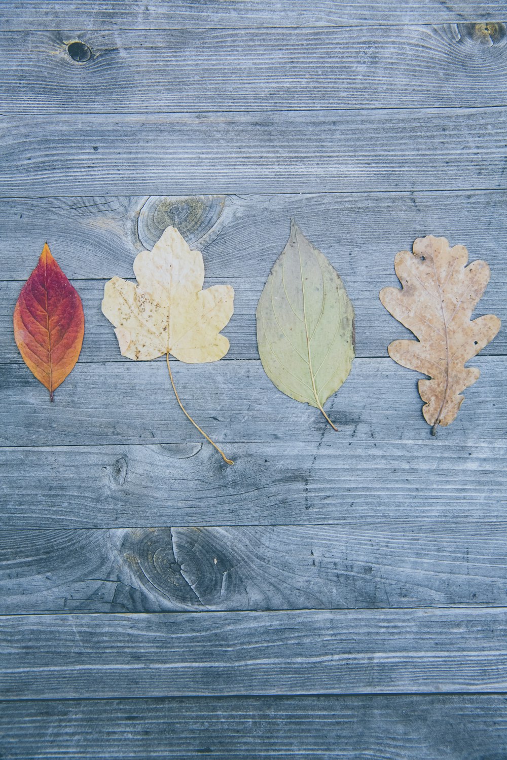 four assorted-shape of leaves