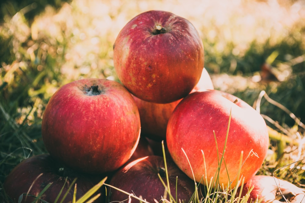 bunch of red apple on grass field