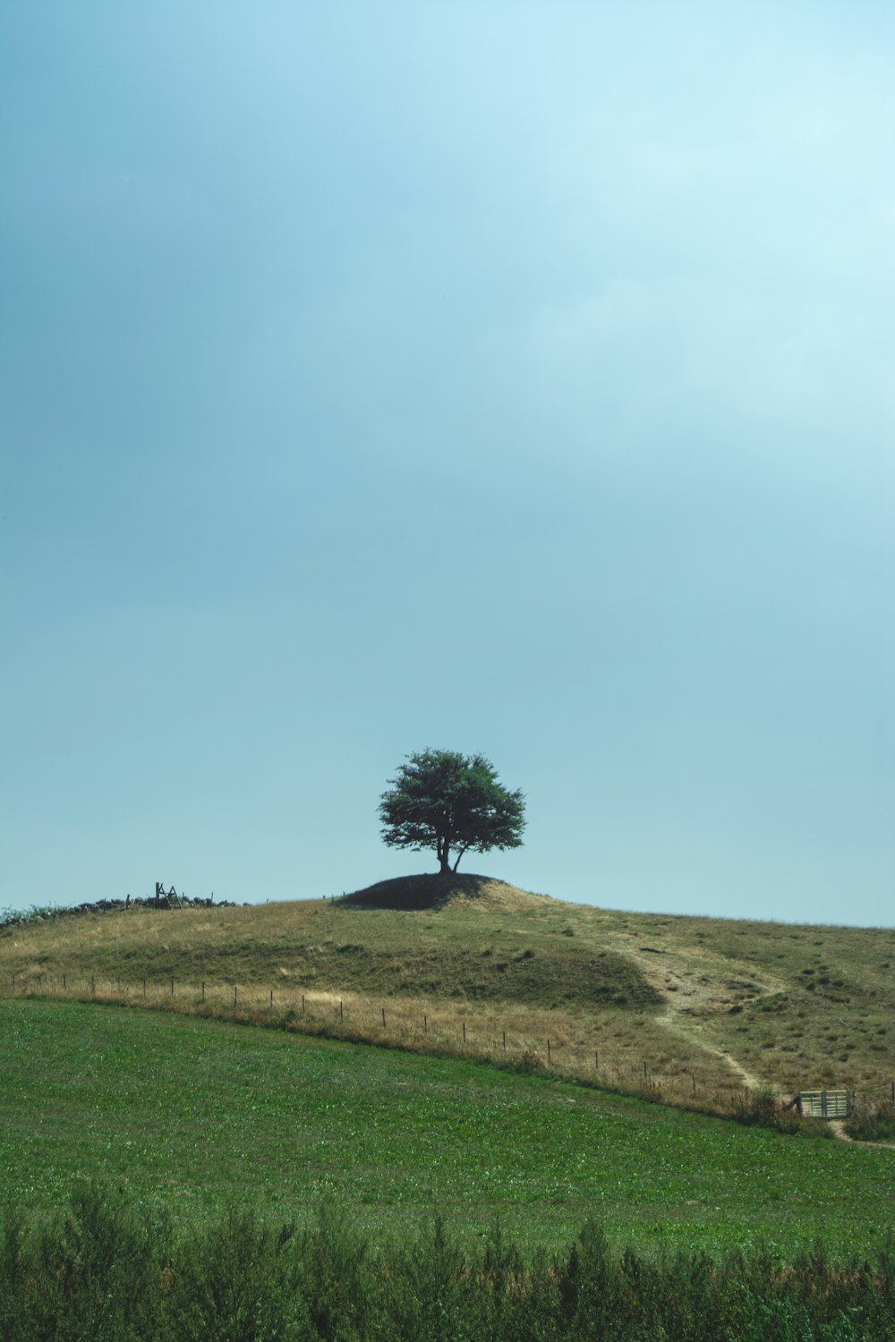 green tree under cloudy sky