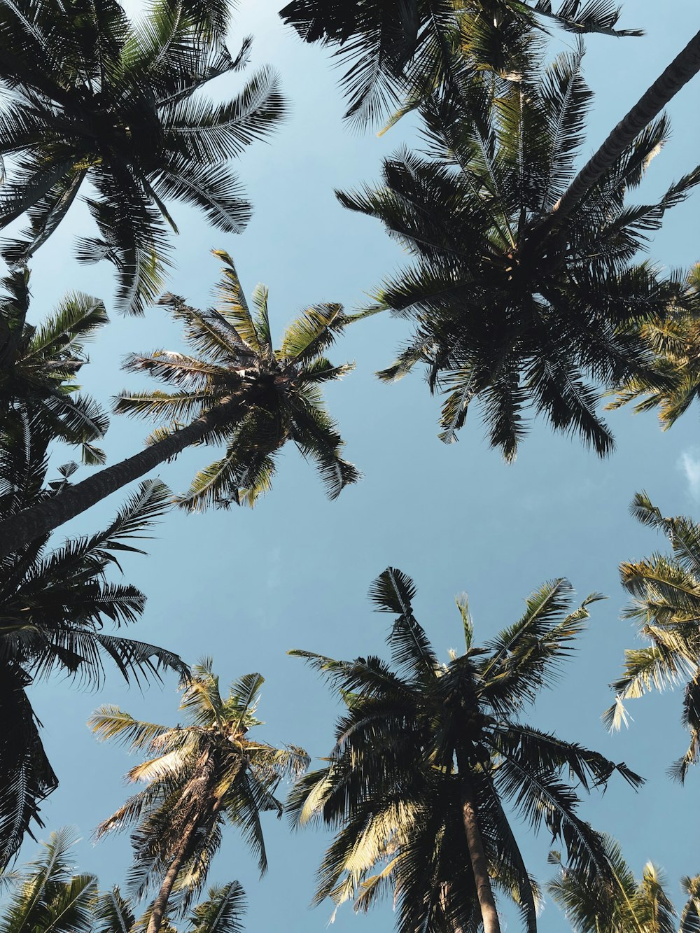 fotografia ad angolo basso di alberi di cocco