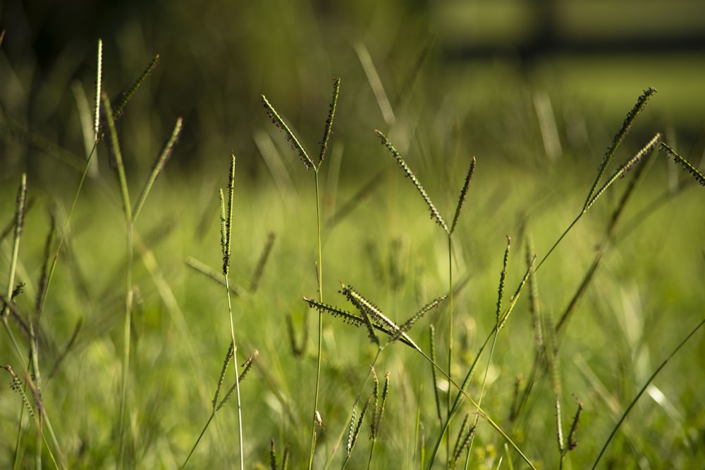shallow focus photography of assorted grass