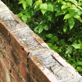A brick wall with water pooled along the top surface, next to dense green foliage. The wet texture of the bricks is highlighted, giving a fresh appearance.