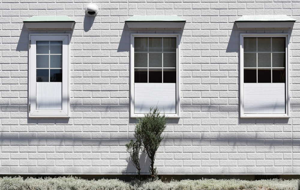 planta verde ao lado da casa pintada de branco