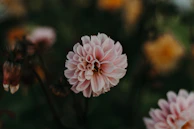 A close-up of a delicate flower painted with soft pastel tones.