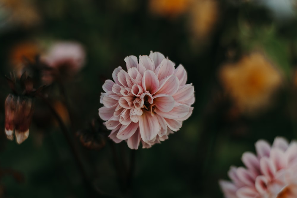 shallow focus photography of pink flower