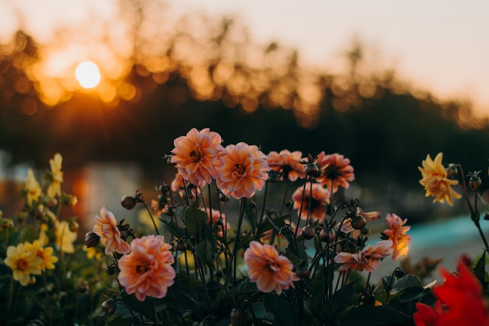 foto de foco seletivo de flores de pétalas cor-de-rosa