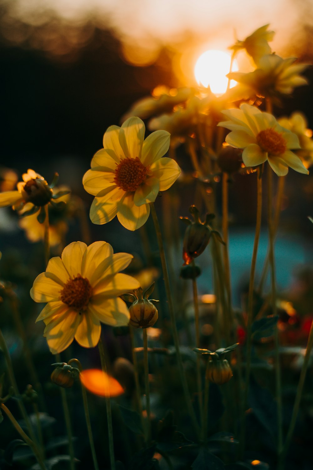 pradera de flores amarillas