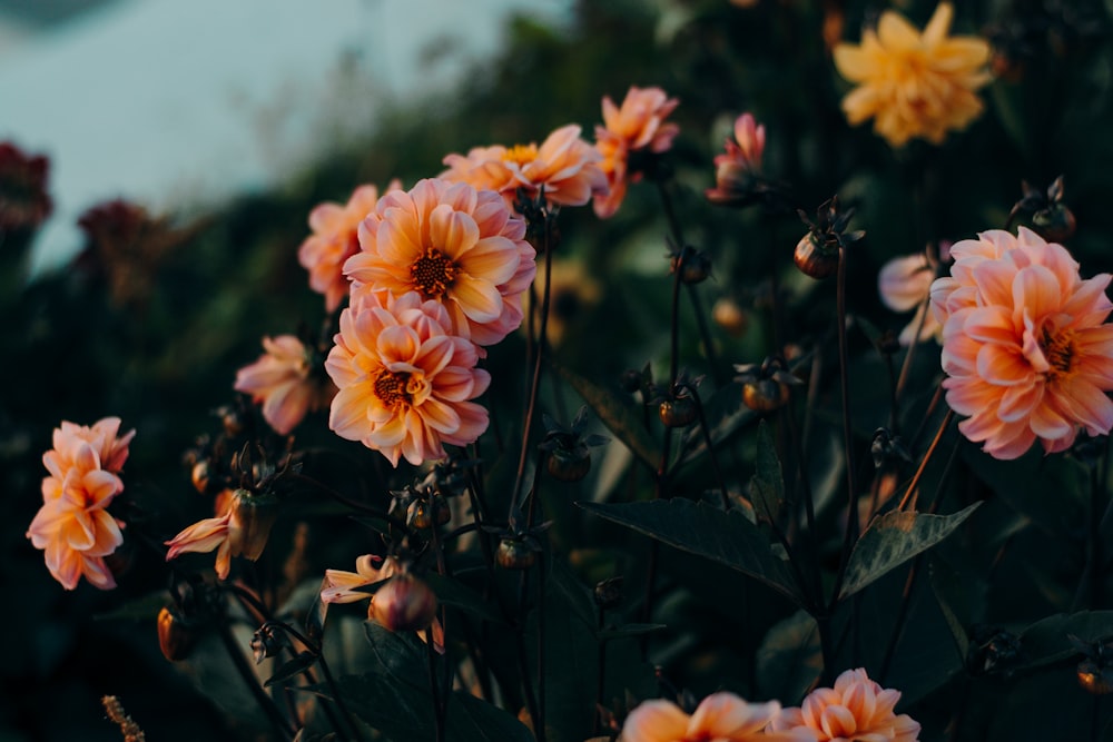 orange flowers