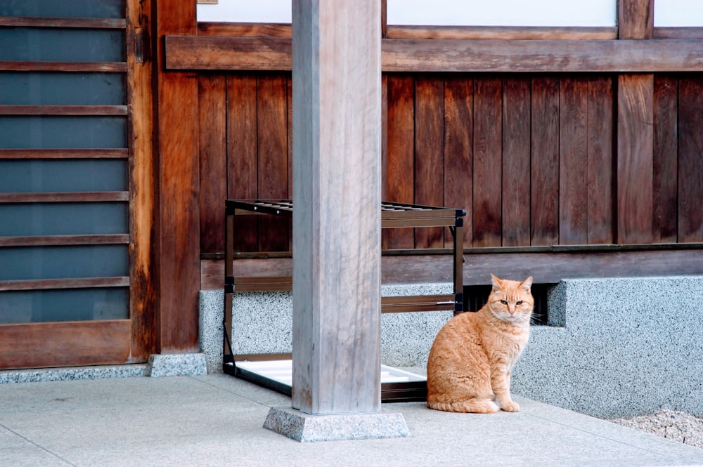 PSOT近くの舗道に座っているオレンジ色のぶち猫