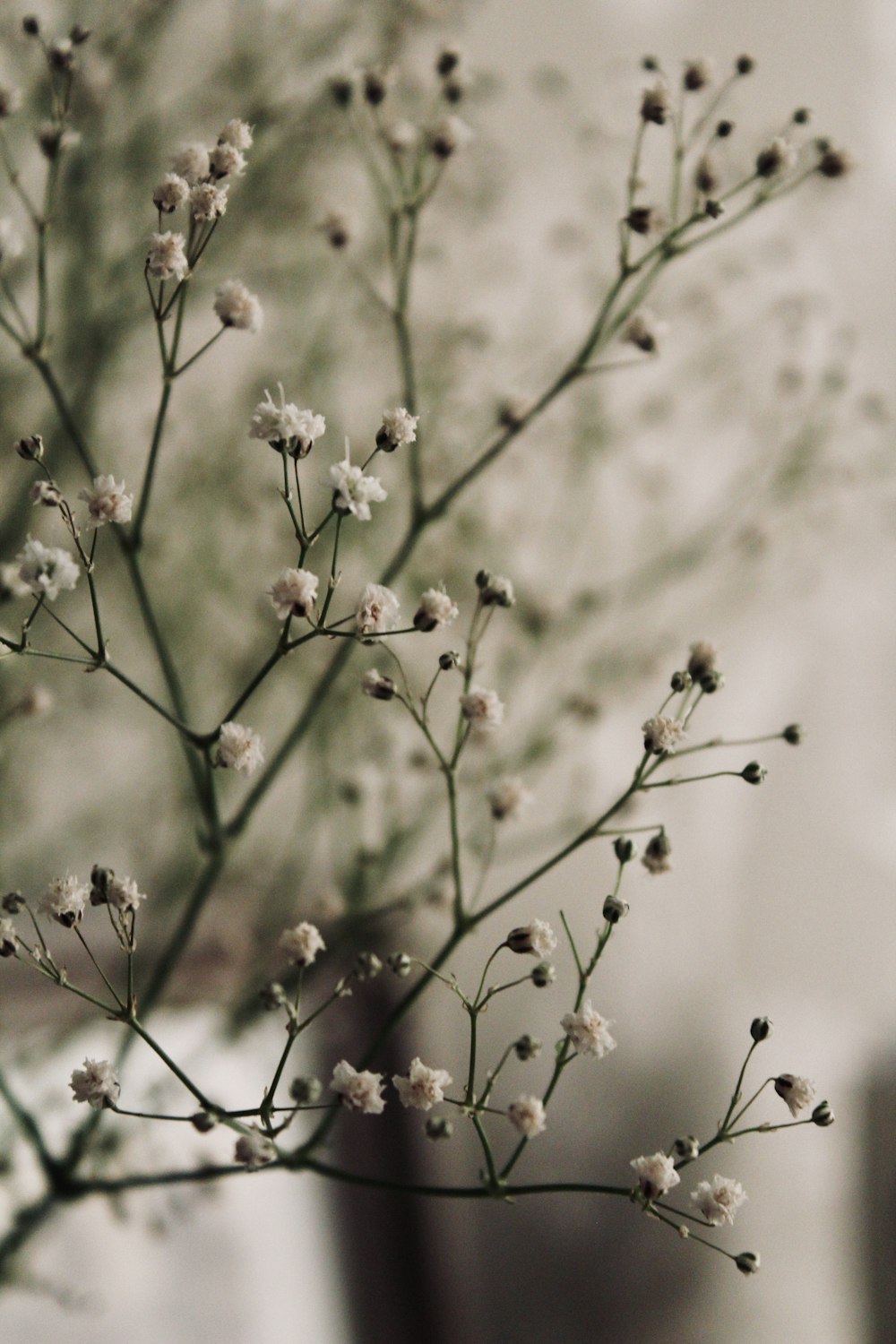 Foto de cambio de inclinación Árbol de flores blancas